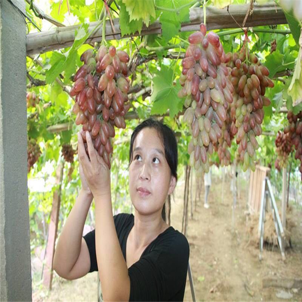 新品种赤霞珠葡萄苗基地