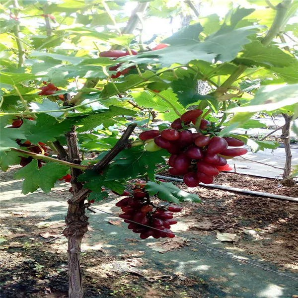 出售夏黑葡萄苗哪里有、夏黑葡萄苗销售价格