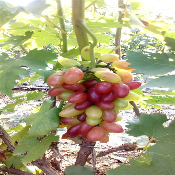 2019年晨香葡萄苗基地