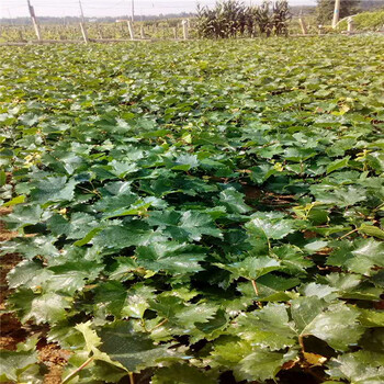 2019年紅巴拉多葡萄苗出售基地