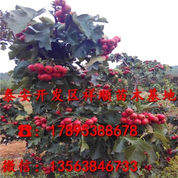 2019年甜紅子山楂苗出售基地、甜紅子山楂苗批發(fā)價格