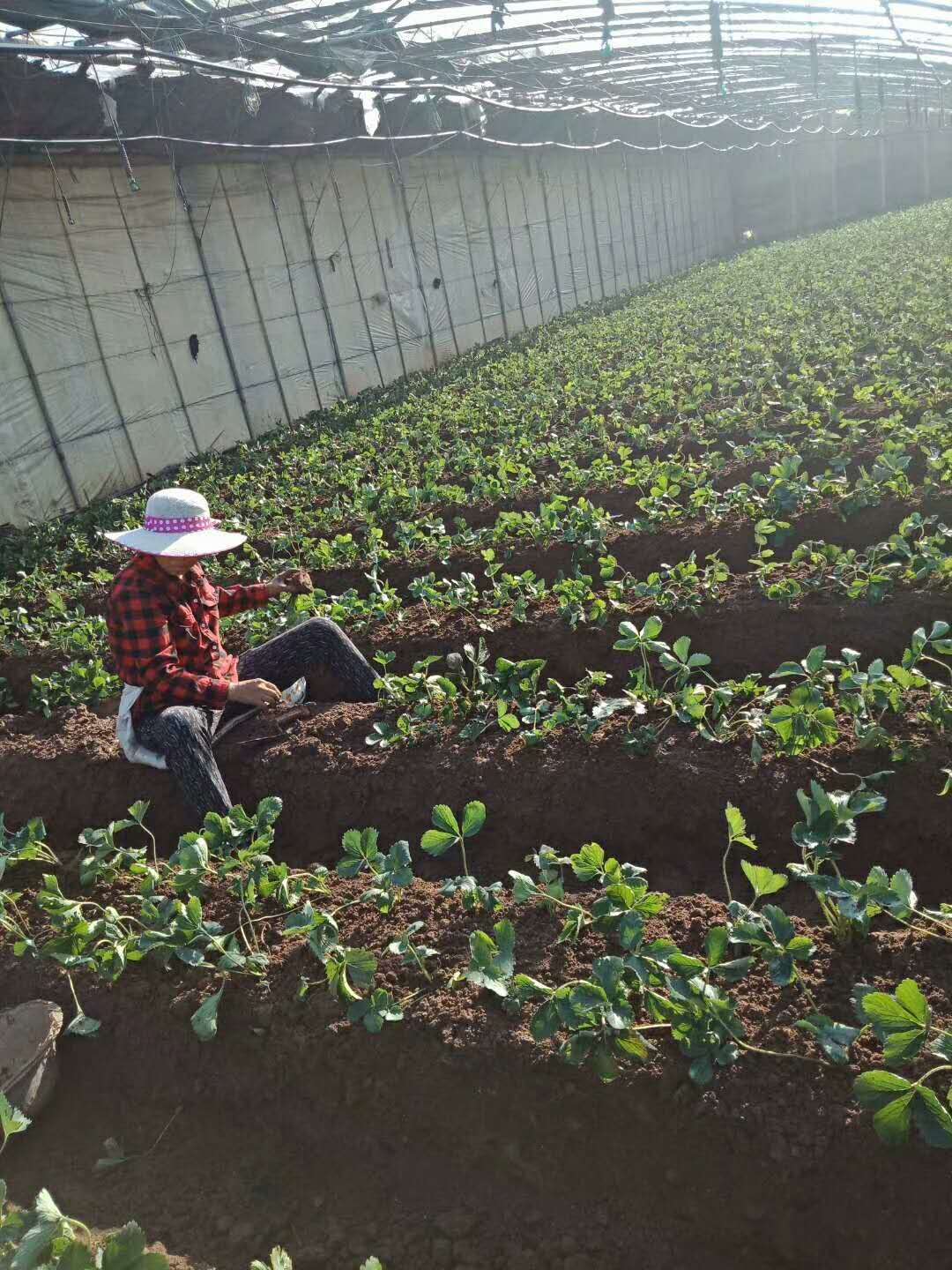 達(dá)賽草莓苗種植基地、甜心一號(hào)草莓苗怎么種植成活率高