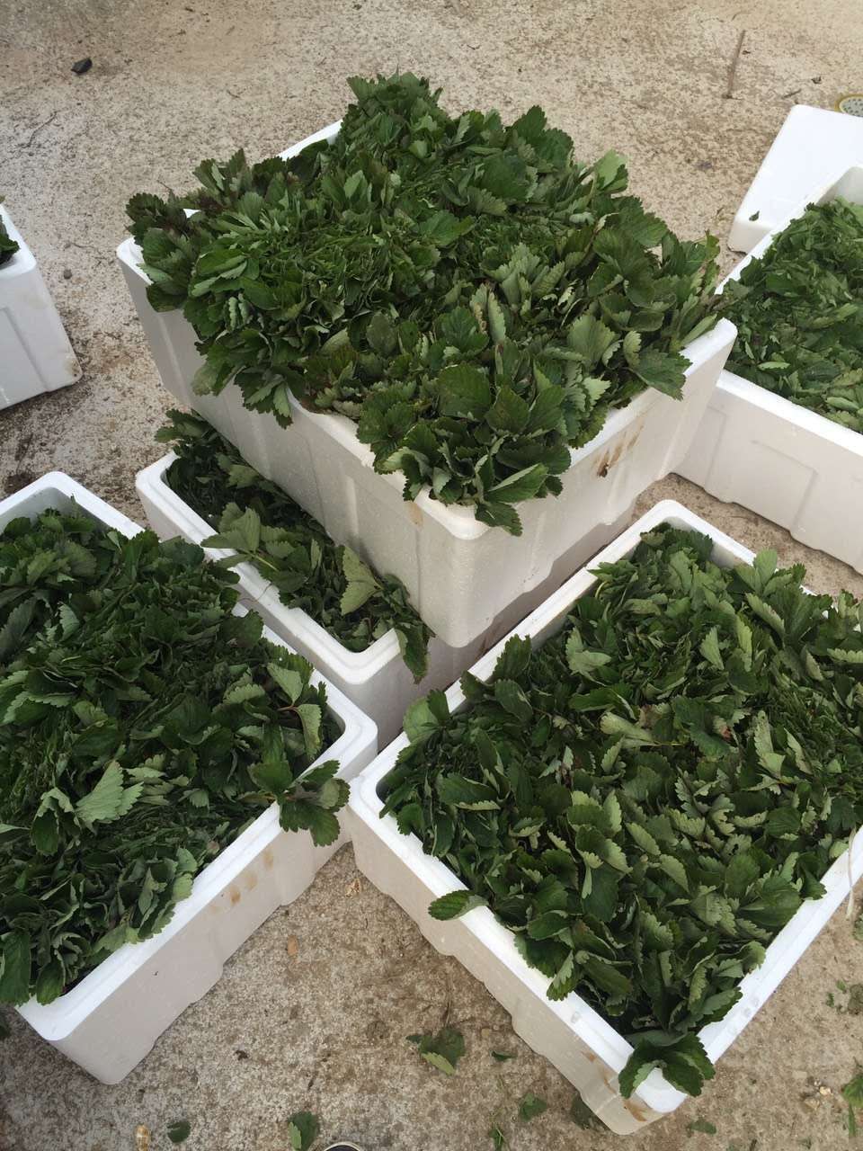甜心一號草莓苗價格、甜心一號草莓苗產量高嗎