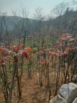 香椿树苗现货供应、静海香椿树苗一手货源