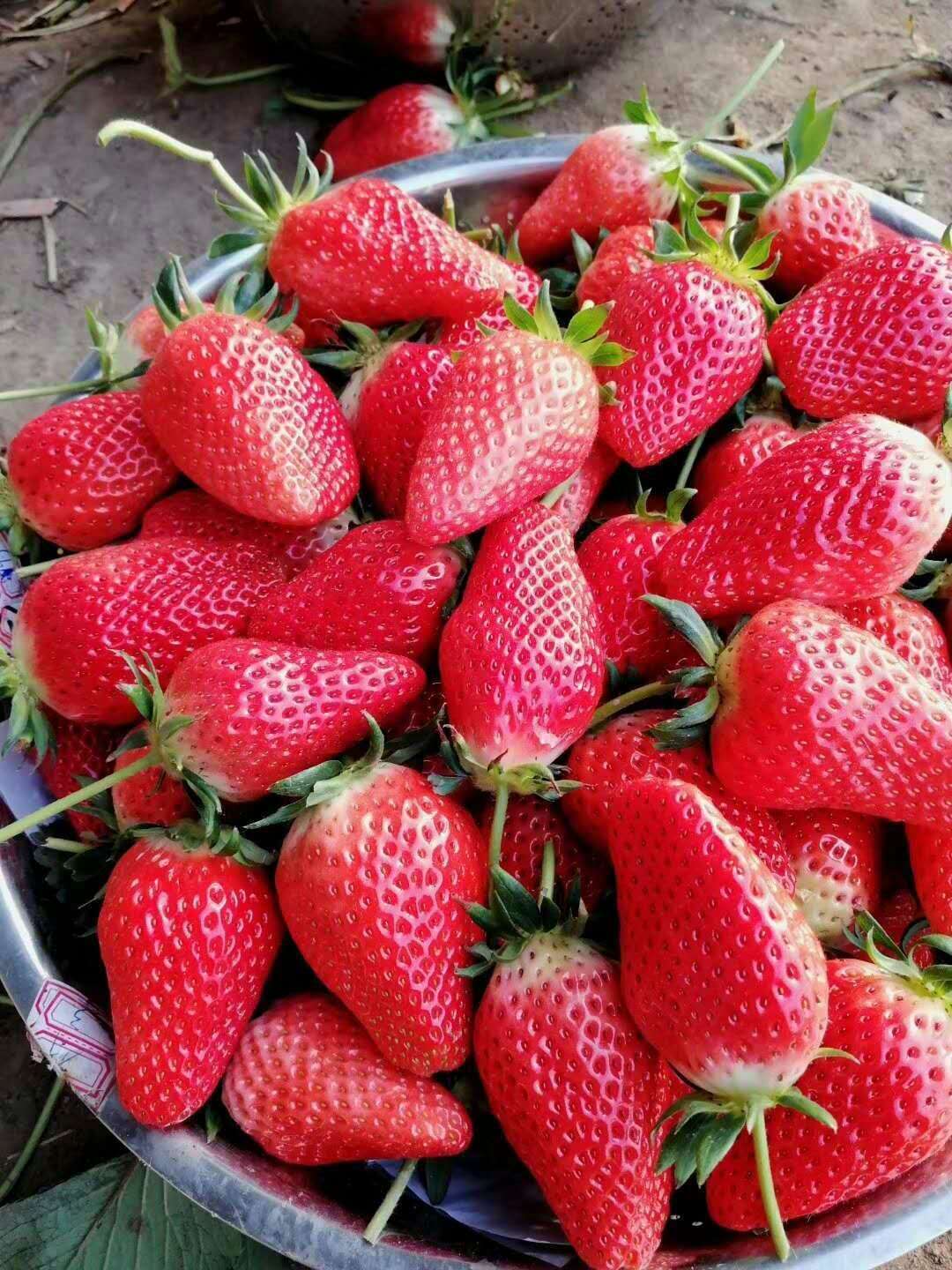 天仙醉草莓苗多少钱一株、上海嘉定天仙醉草莓苗报价