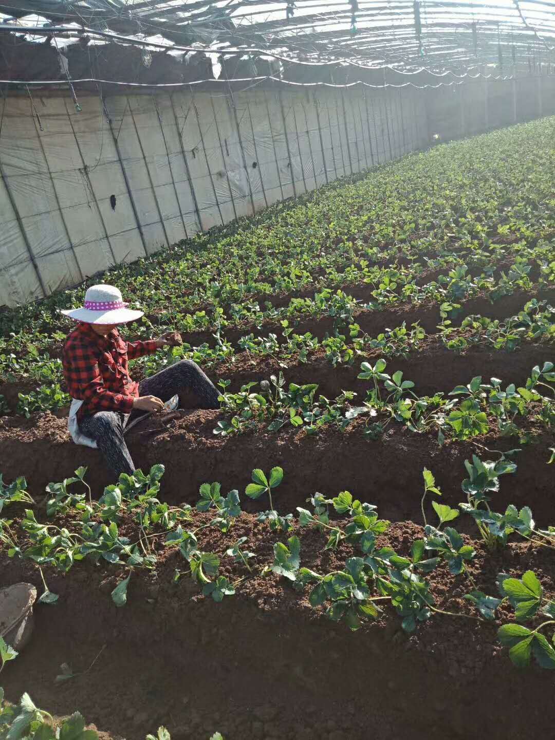红颜草莓苗育苗基地、广东珠海红颜草莓苗一手货源