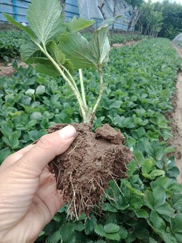 红颜草莓苗育苗基地、广东珠海红颜草莓苗一手货源