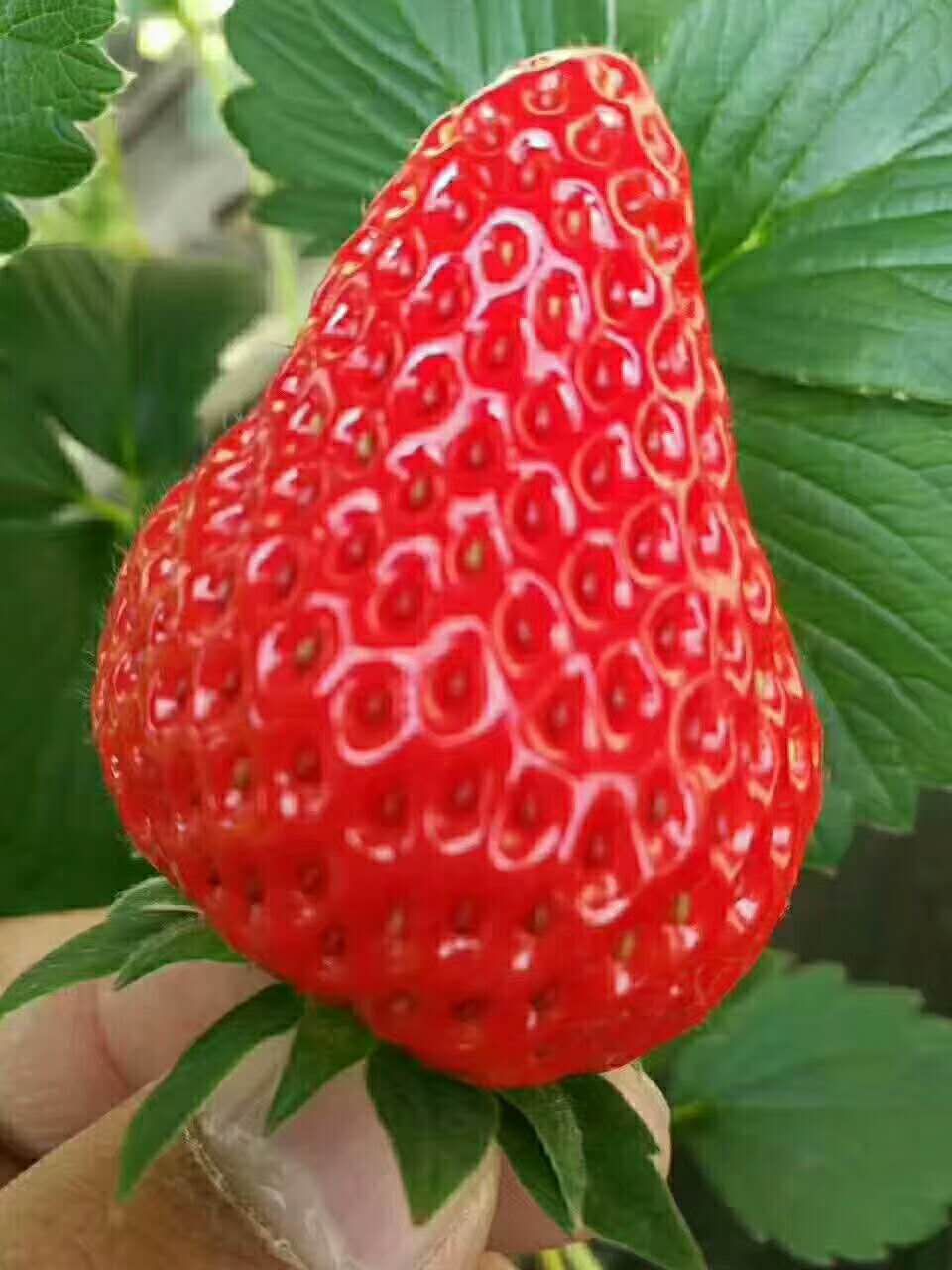 天仙醉草莓苗多少钱一株、上海嘉定天仙醉草莓苗报价