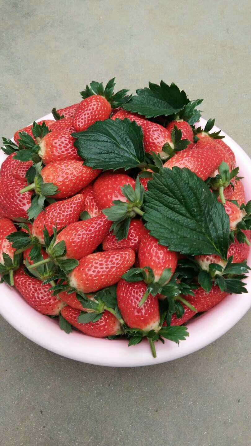 红颜草莓苗育苗基地、广东珠海红颜草莓苗一手货源