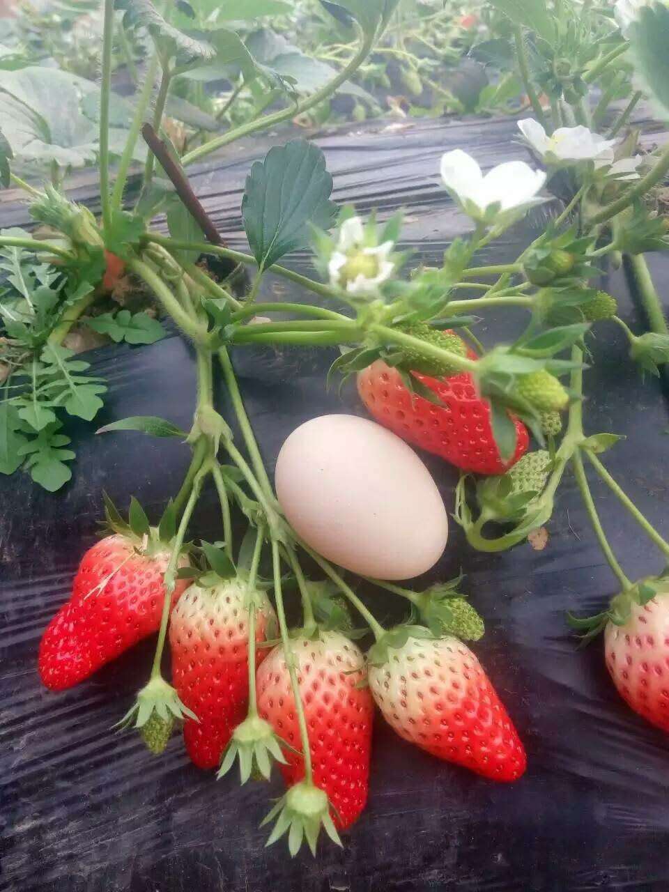全草莓苗哪里便宜、青海西宁全草莓苗质优