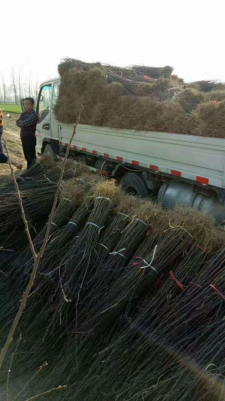 无刺花椒苗培育基地-六安无刺花椒苗品种介绍