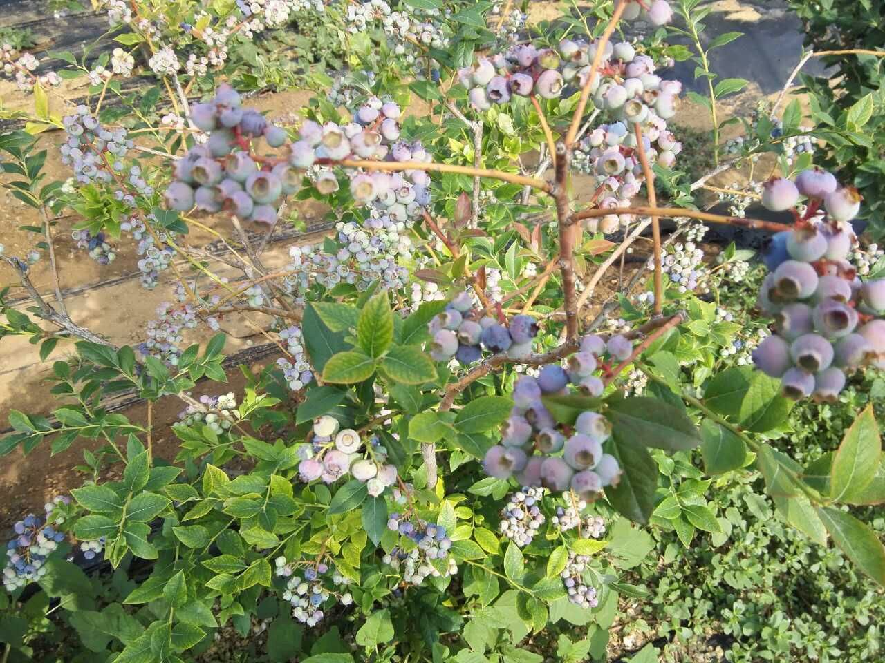 蓝莓苗供应、辽宁蓝莓苗种植合作社