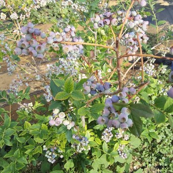 蓝莓苗基地批发、黑龙江蓝莓苗种植基地