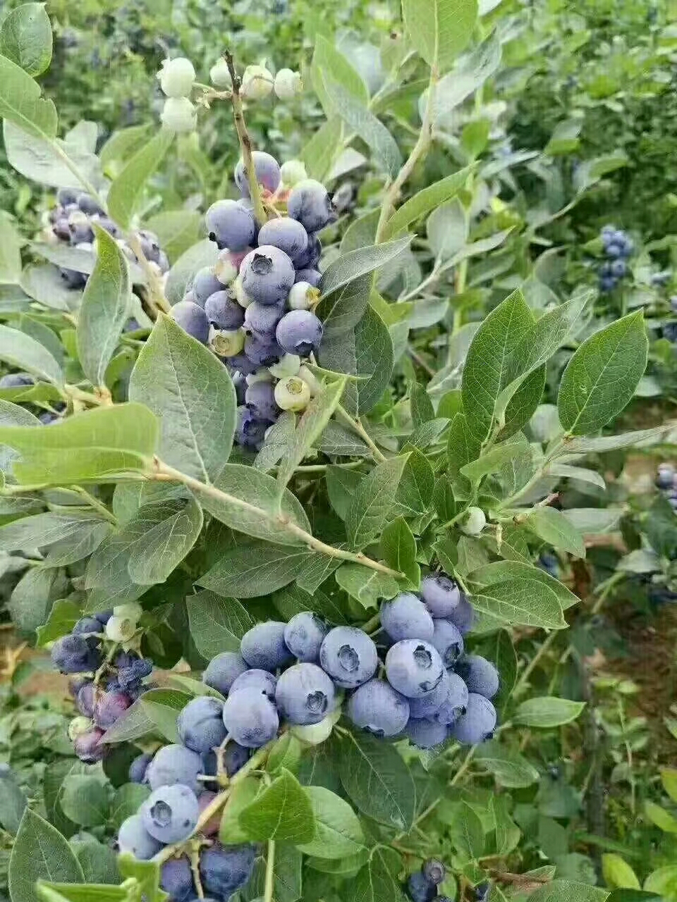 蓝莓苗供应、江苏蓝莓苗品种