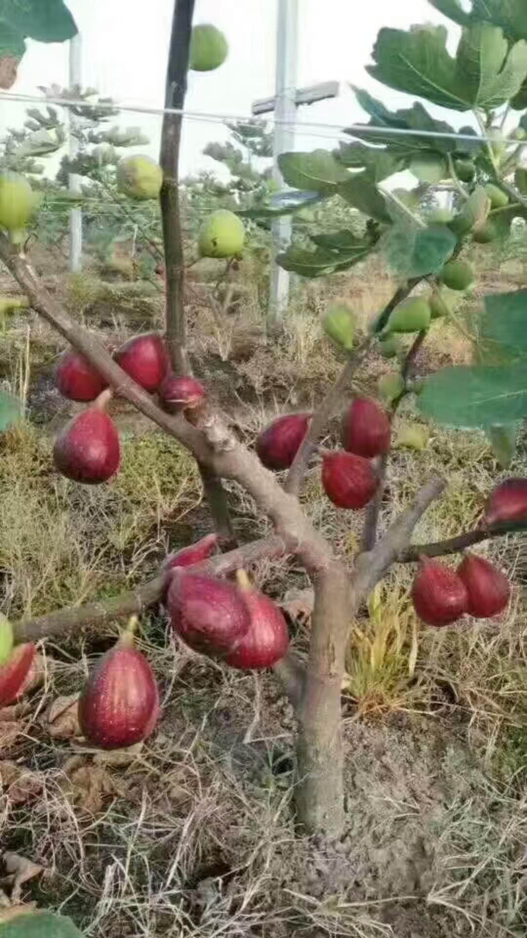 白蜜无花果苗价格、眉山白蜜无花果苗便宜急售