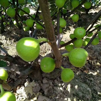 黑马德里无花果苗怎么种植、巴南黑马德里无花果苗品种介绍