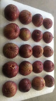 白蜜無花果苗多少錢一棵、綦江白蜜無花果苗實時報價