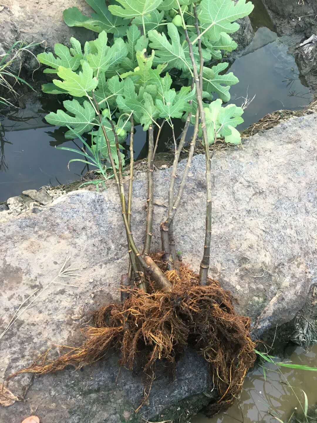 紫果无花果苗供应、日照紫果无花果苗种植技术