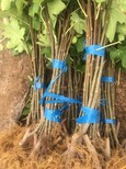 白蜜无花果苗哪里有卖、常州白蜜无花果苗种植技术图片4