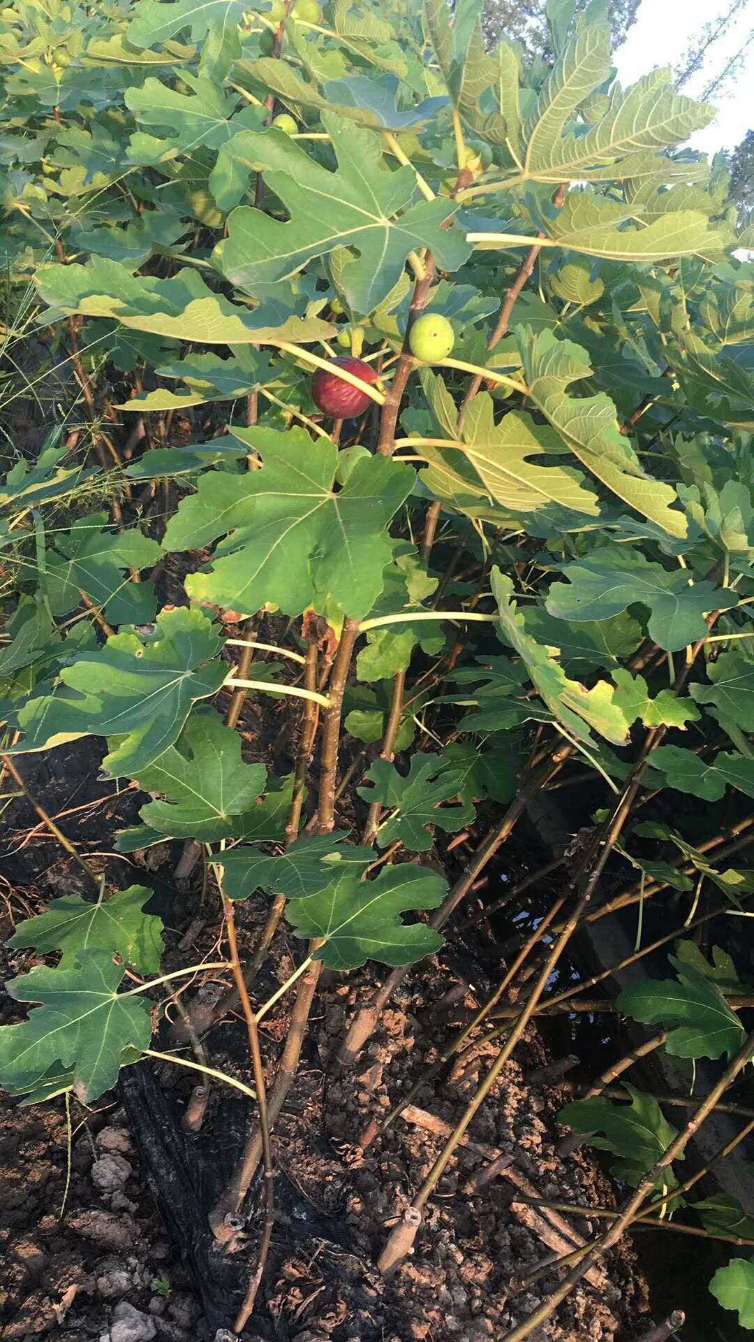 无花果苗哪里便宜、徐州无花果苗种植技术