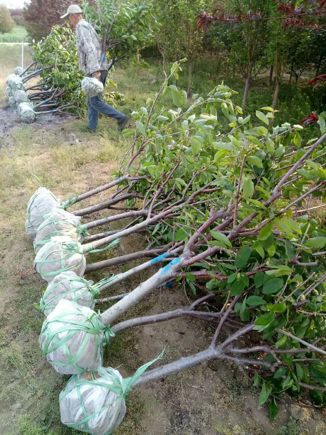 车厘子树苗种苗、昌吉车厘子树苗一亩地种植多少棵