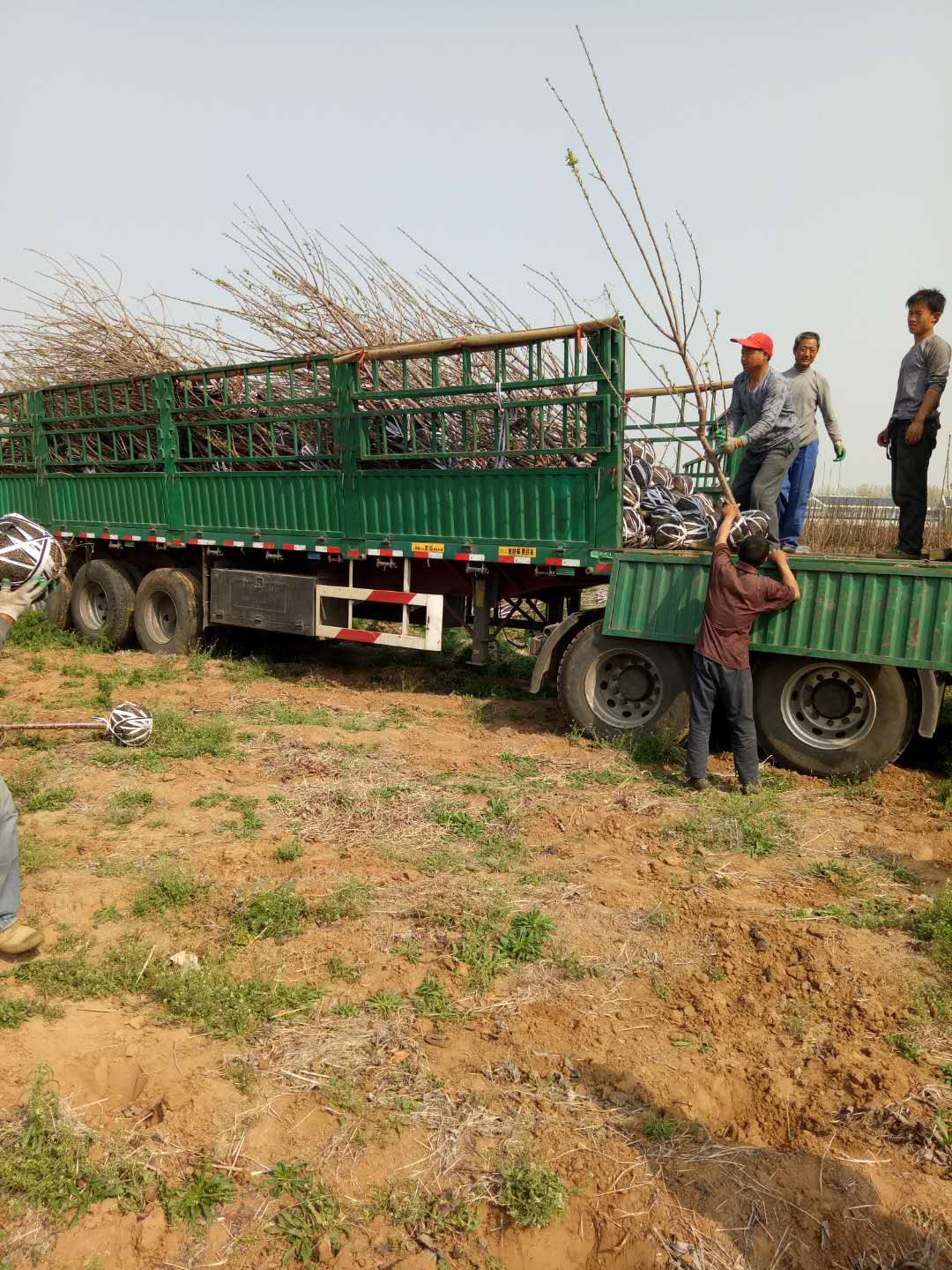 车厘子树苗种苗、昌吉车厘子树苗一亩地种植多少棵