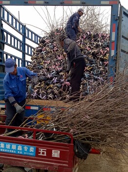 早熟苹果树苗哪里便宜、蓟县早熟苹果树苗种植技术