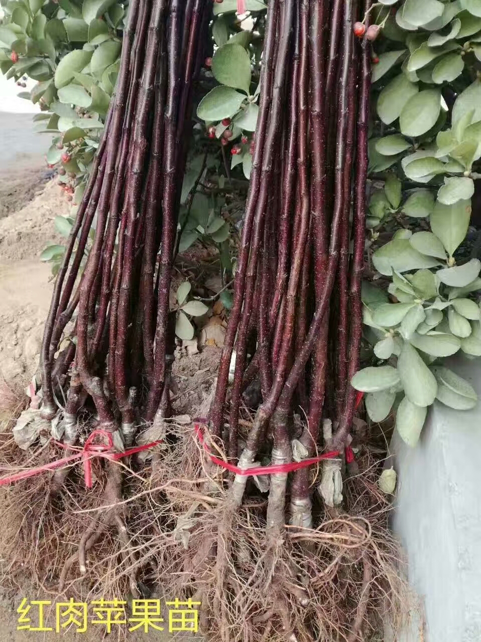 早熟苹果树苗良种育苗基地、安阳早熟苹果树苗现货销售