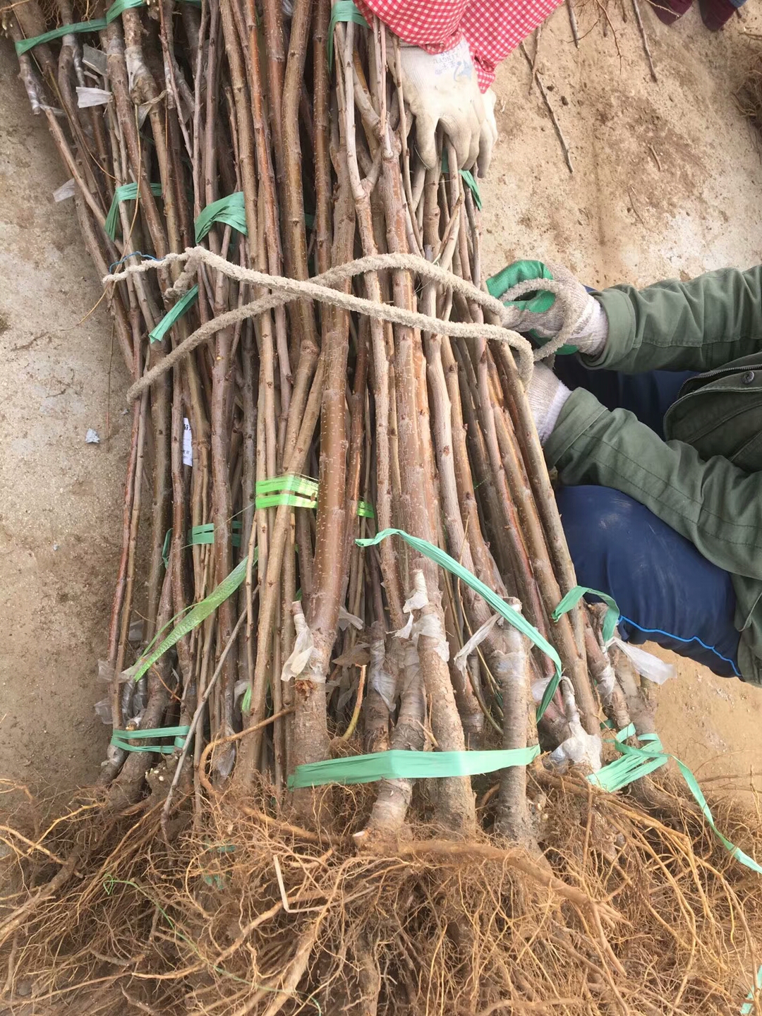 早熟苹果树苗哪里便宜、蓟县早熟苹果树苗种植技术