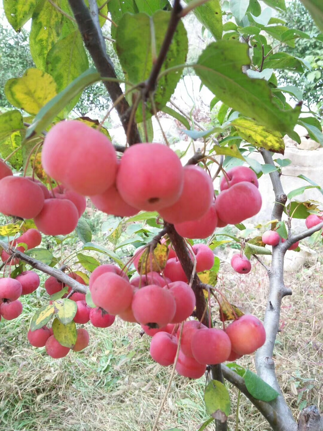 苹果树苗出售-阿斯苹果苗供应基地