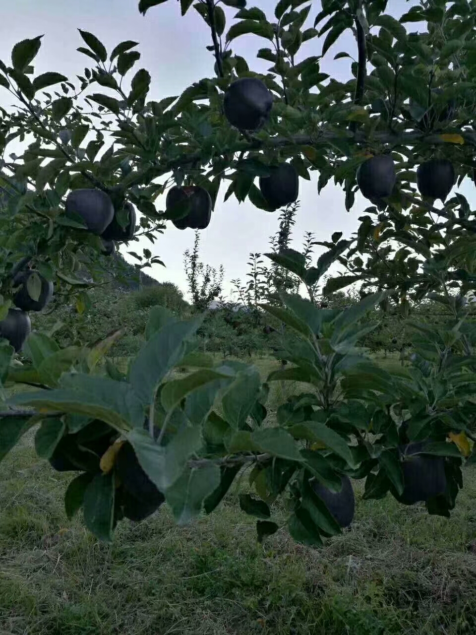 苹果树苗出售-红富士苹果苗供应基地