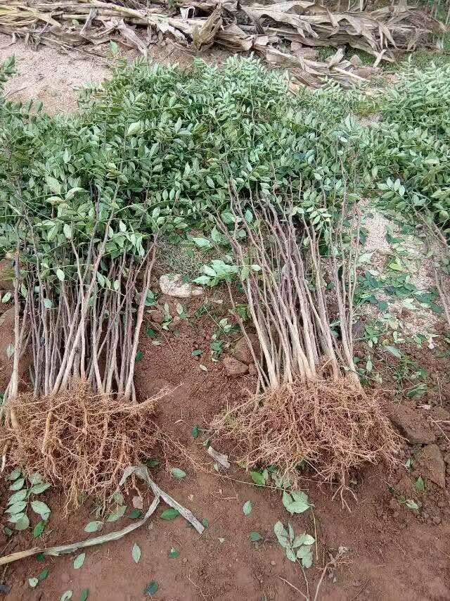 花椒苗哪里有賣澳門花椒苗栽植季節(jié)