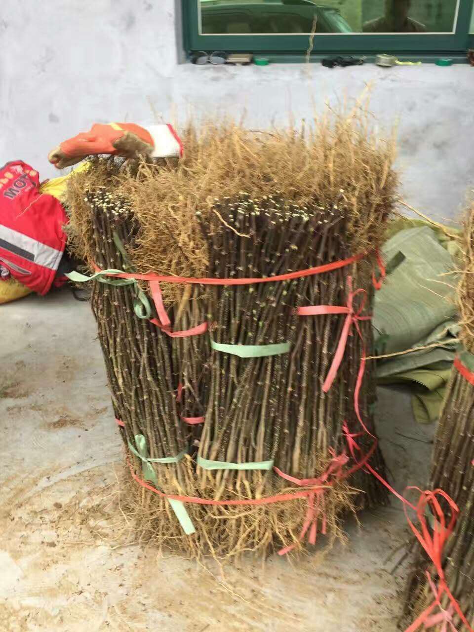 大红袍花椒苗哪里销售海南大红袍花椒苗价格优惠