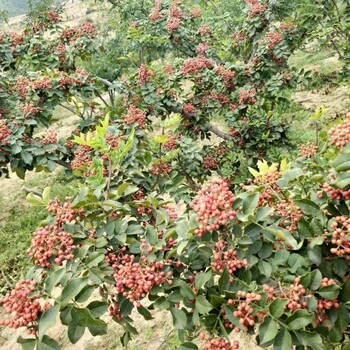 無刺花椒苗哪里有賣福建無刺花椒苗報價