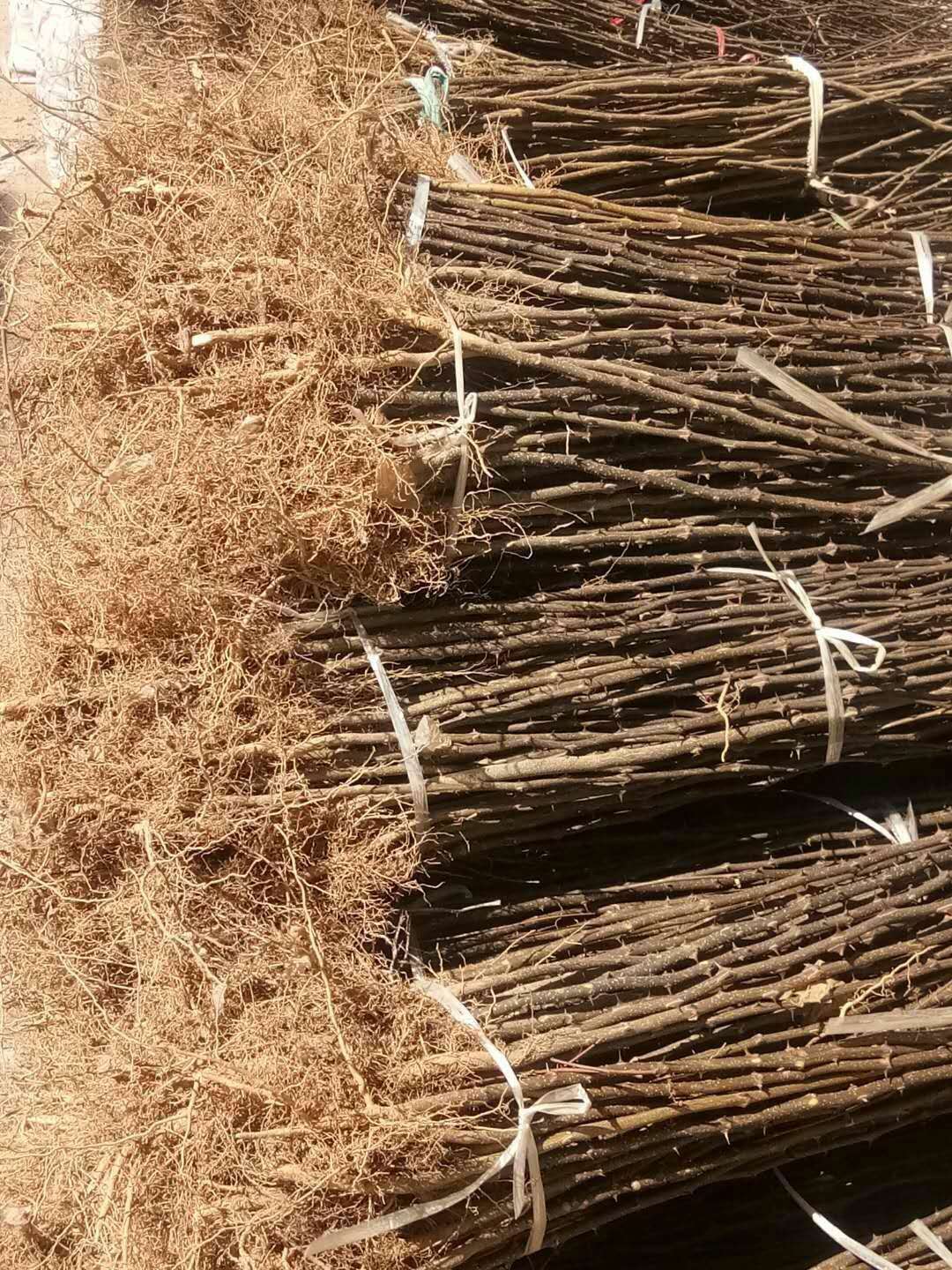無(wú)刺花椒苗哪里便宜貴州無(wú)刺花椒苗栽植季節(jié)