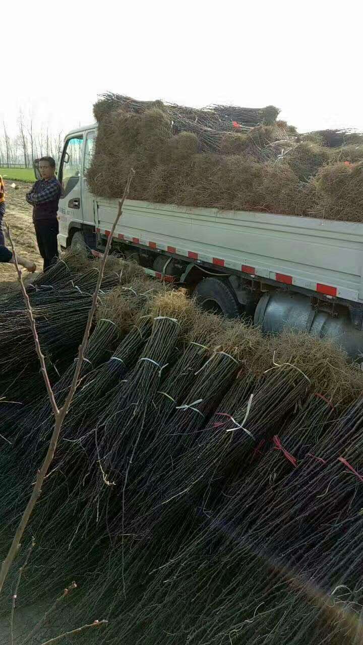 嫁接花椒苗哪里銷售云南嫁接花椒苗培育基地