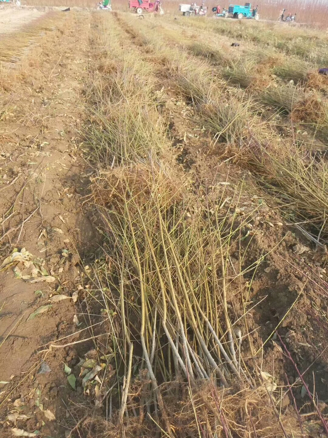 蜂糖李子苗哪里便宜河北蜂糖李子苗培育基地