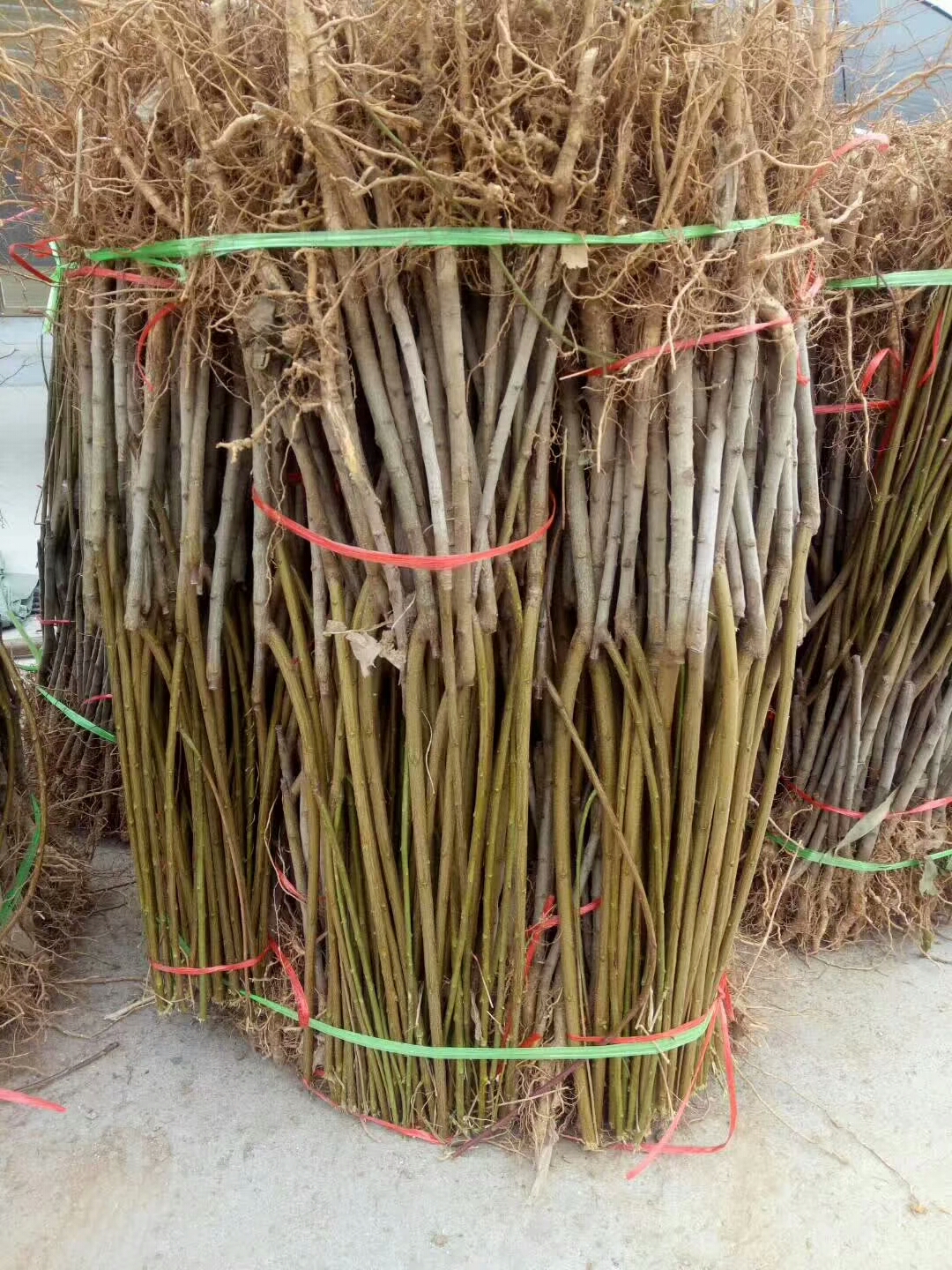 無核葡萄苗哪里便宜新疆無核葡萄苗繁育基地