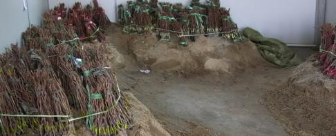 玫瑰香葡萄苗哪里有賣湖南玫瑰香葡萄苗哪里便宜