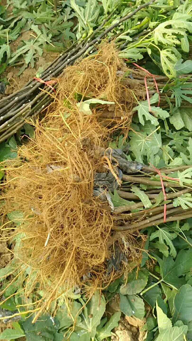 日本紫果無花果苗哪里便宜河北日本紫果無花果苗在線報價