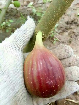 華麗無(wú)花果苗哪里銷售上海華麗無(wú)花果苗價(jià)格優(yōu)惠