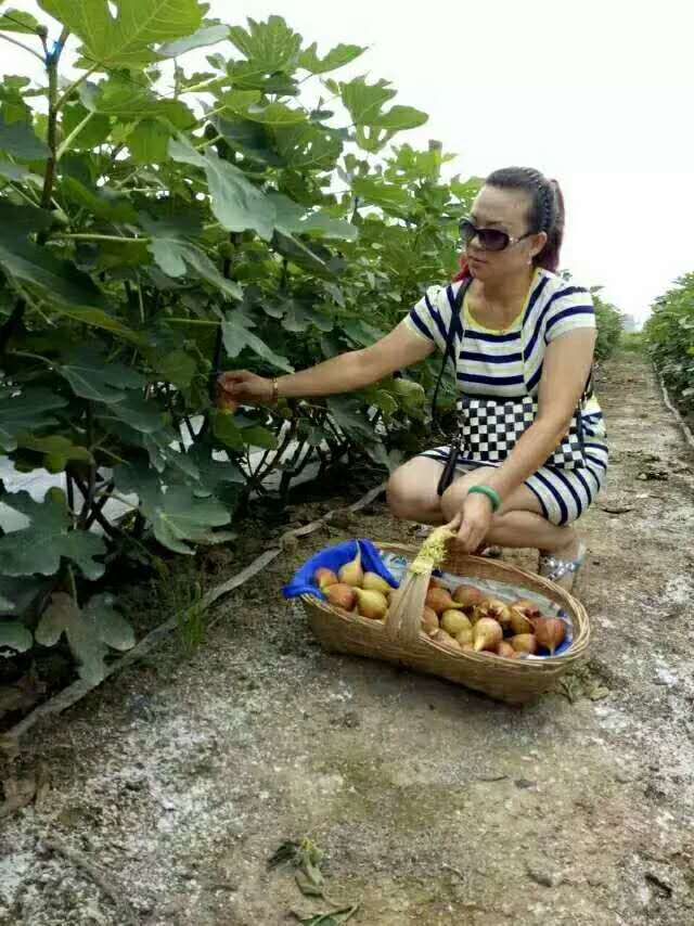 三年藍(lán)莓苗哪里銷售上海三年藍(lán)莓苗繁育基地