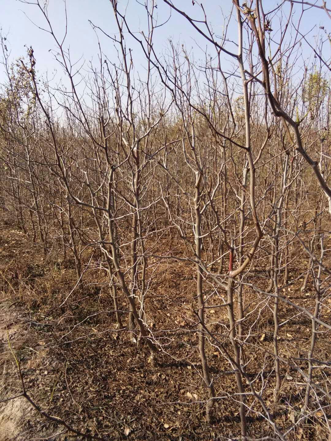 波姬红无花果苗哪里销售山西波姬红无花果苗基地供应