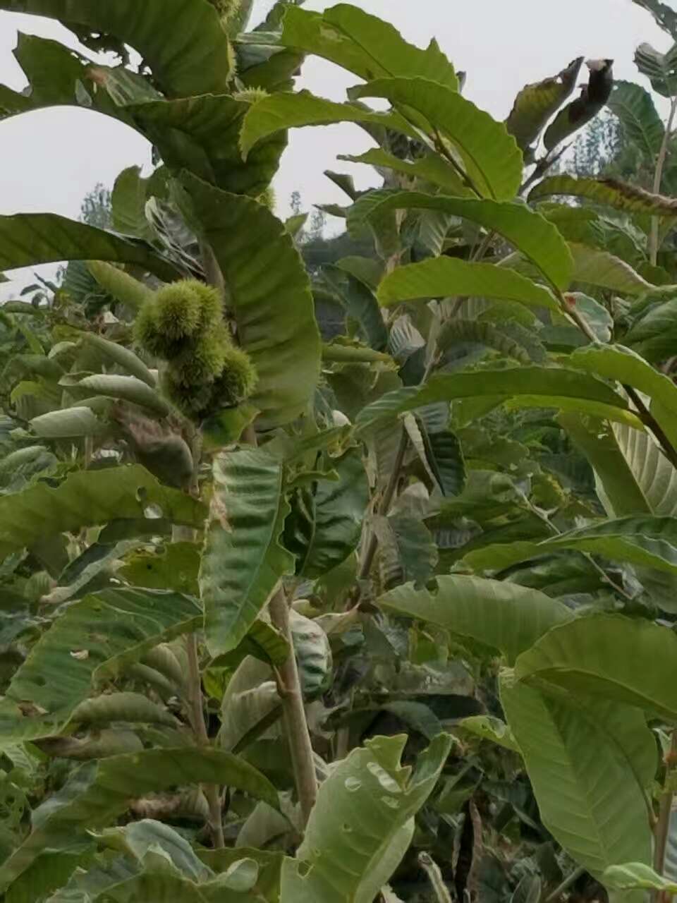 实生板栗苗哪里销售台湾实生板栗苗种植技术