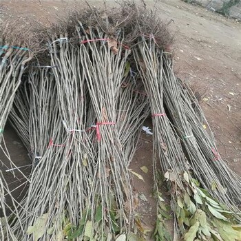板粟苗哪里有賣內(nèi)蒙古板粟苗栽植季節(jié)