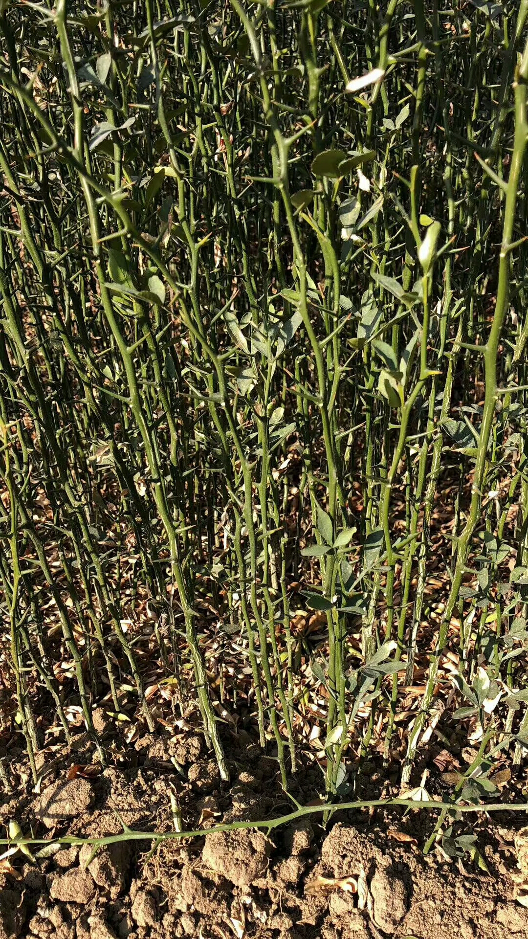 黄金梨苗哪里便宜台湾黄金梨苗栽植季节