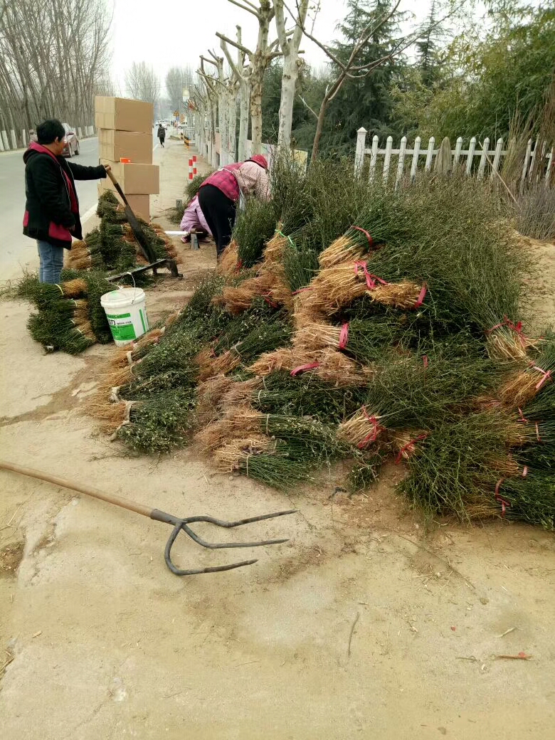 枳壳苗哪里便宜广东枳壳苗示范基地