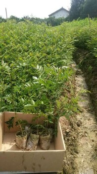 大红袍花椒苗哪里便宜广东大红袍花椒苗种植技术