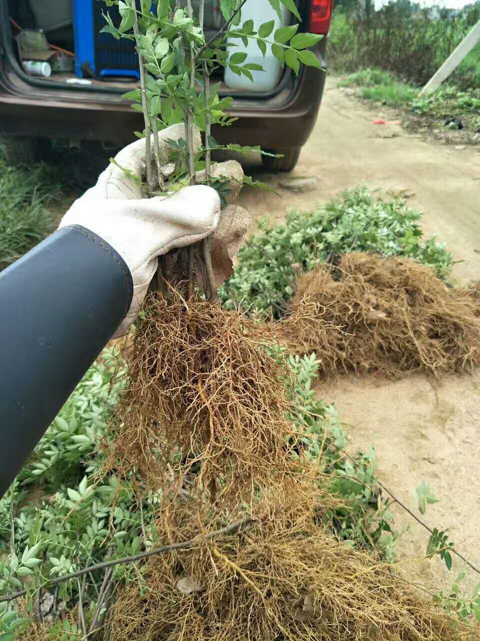 邵阳青花椒苗适合哪些地区