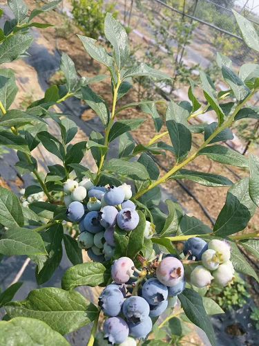 3年密斯提蓝莓苗品种